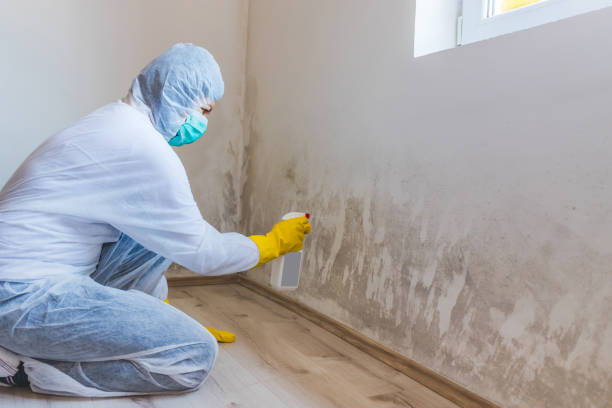 Licensed Mold Remediation service in Trappe, PA - WQB Mold Removal